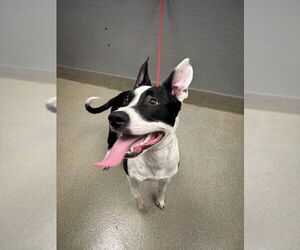 American Pit Bull Terrier-Unknown Mix Dogs for adoption in Las Vegas, NV, USA