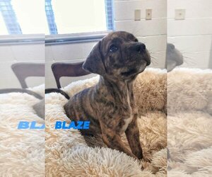 Boxer-English Springer Spaniel Mix Dogs for adoption in Brooksville, FL, USA