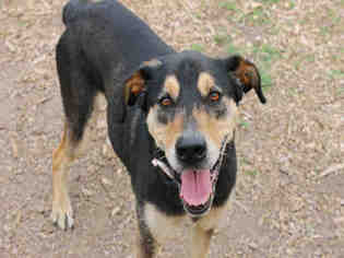 Black and Tan Coonhound Dogs for adoption in Decatur, IL, USA