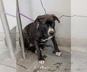 Boxer Dogs for adoption in Camarillo, CA, USA