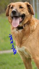 Golden Labrador Dogs for adoption in Potsdam, NY, USA