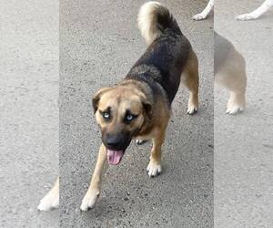Huskies -Unknown Mix Dogs for adoption in Raleigh, NC, USA
