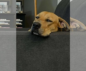 Labrador Retriever-Unknown Mix Dogs for adoption in Germantown, OH, USA