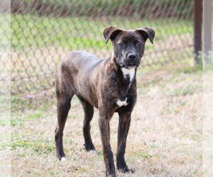 Mutt Dogs for adoption in Grovetown, GA, USA