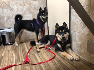 Chow Chow-Shiba Inu Mix Dogs for adoption in Austin, TX, USA