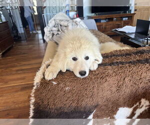 Great Pyrenees Dogs for adoption in Holly Springs, NC, USA
