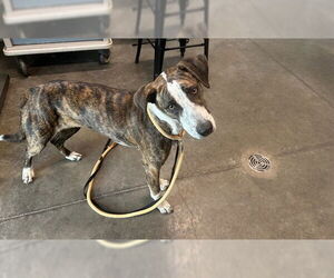 Plott Hound-Unknown Mix Dogs for adoption in Tavares, FL, USA