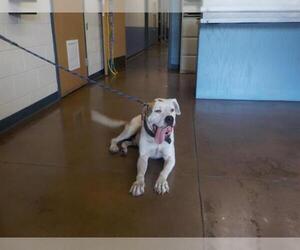 American Bulldog Dogs for adoption in Temple, TX, USA