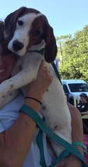 Beagle Dogs for adoption in Sanderson, FL, USA