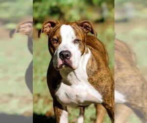 American Bulldog Dogs for adoption in Tallahassee, FL, USA