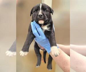 American Pit Bull Terrier-Unknown Mix Dogs for adoption in Baytown, TX, USA