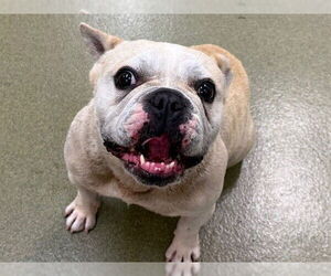 French Bulldog-Unknown Mix Dogs for adoption in Moreno Valley, CA, USA