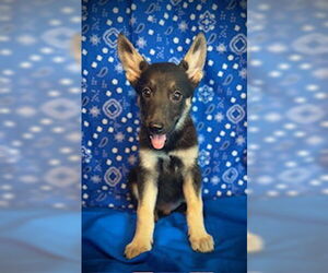 Australian Kelpie-Unknown Mix Dogs for adoption in Pleasanton, TX, USA