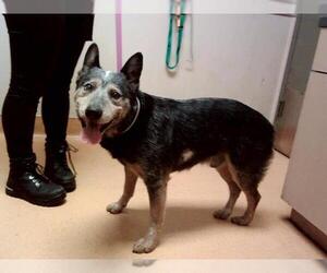 Mutt Dogs for adoption in Martinez, CA, USA