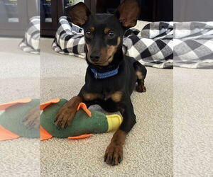 Miniature Pinscher-Unknown Mix Dogs for adoption in Woodbury, NY, USA