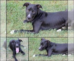 American Pit Bull Terrier-Labrador Retriever Mix Dogs for adoption in Alexandria, VA, USA