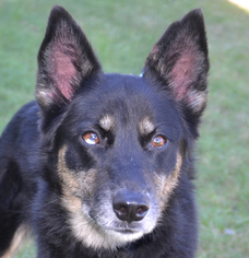 German Shepherd Dog-Siberian Husky Mix Dogs for adoption in Englewood, FL, USA