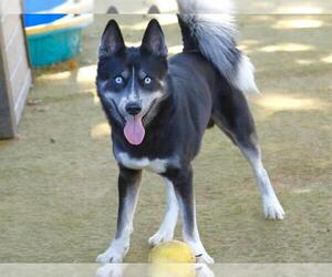 Siberian Husky-Unknown Mix Dogs for adoption in Tallahassee, FL, USA