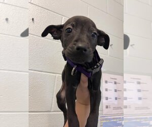 Small Labrador Retriever Mix