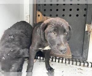 Labrador Retriever-Unknown Mix Dogs for adoption in Visalia, CA, USA