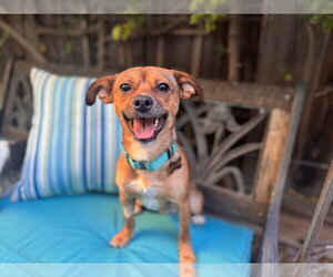 Chihuahua-Unknown Mix Dogs for adoption in Santa Clara, CA, USA