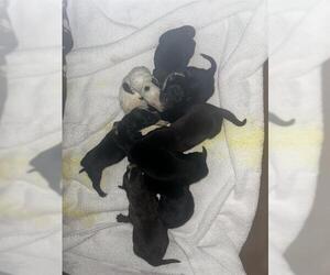 Mutt Dogs for adoption in Riverside, CA, USA