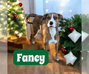 Catahoula Leopard Dog-Unknown Mix Dogs for adoption in Oakhurst, NJ, USA