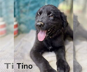 Mutt Dogs for adoption in Jefferson, NJ, USA