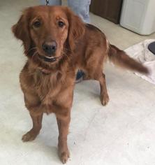 Golden Retriever Dogs for adoption in Freeport, FL, USA