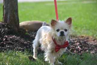 Cheeks Dogs for adoption in Cincinnati, OH, USA