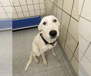 Labrador Retriever Dogs for adoption in Pasadena, TX, USA