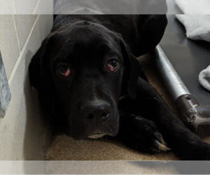 Mastiff-Unknown Mix Dogs for adoption in Princeton, MN, USA