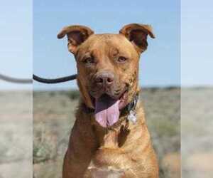 American Pit Bull Terrier-Chinese Shar-Pei Mix Dogs for adoption in Rio Rancho, NM, USA