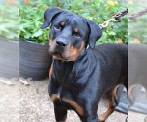 Rottweiler Dogs for adoption in Enfield, CT, USA
