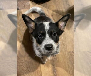 Mutt Dogs for adoption in Garden City, NY, USA