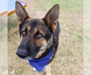 German Shepherd Dog-Unknown Mix Dogs for adoption in San Antonio, TX, USA