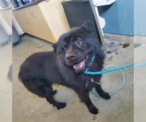 Chow Chow-Unknown Mix Dogs for adoption in Camarillo, CA, USA