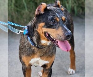 Catahoula Leopard Dog Dogs for adoption in St Louis, MO, USA