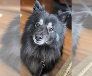 Keeshond Dogs for adoption in Mankato, MN, USA
