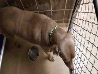 Weimaraner Dogs for adoption in Fort Collins, CO, USA