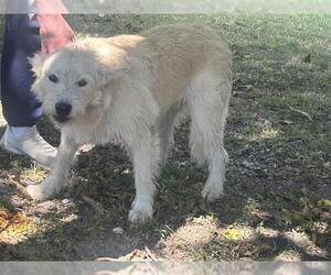 Irish Wolfhound-Unknown Mix Dogs for adoption in Houston, TX, USA