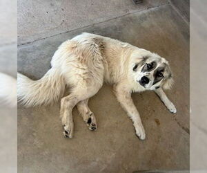 Anatolian Shepherd-Great Pyrenees Mix Dogs for adoption in Rockaway, NJ, USA