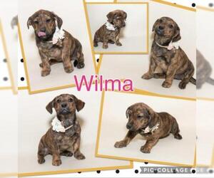 Mutt Dogs for adoption in Opelika, AL, USA