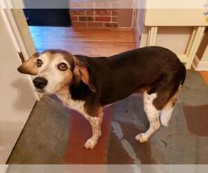 Beagle Dogs for adoption in Belleuve, NE, USA