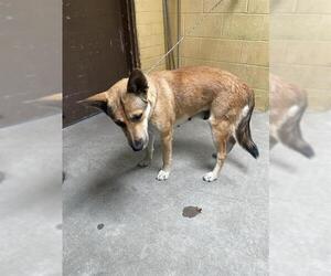 German Shepherd Dog Dogs for adoption in Stockton, CA, USA