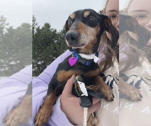 Dachshund-Unknown Mix Dogs for adoption in Aurora, CO, USA