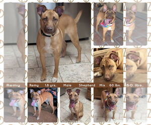 Mutt Dogs for adoption in Mesa, AZ, USA