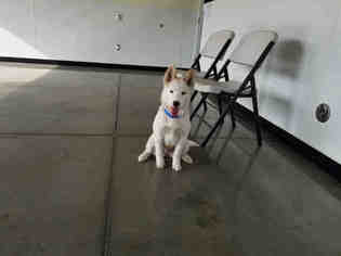 Siberian Husky Dogs for adoption in Santa Clara, CA, USA