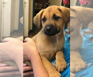 Labrador Retriever-Unknown Mix Dogs for adoption in Amarillo, TX, USA