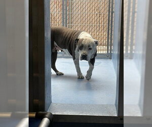 Mutt Dogs for adoption in Downey, CA, USA